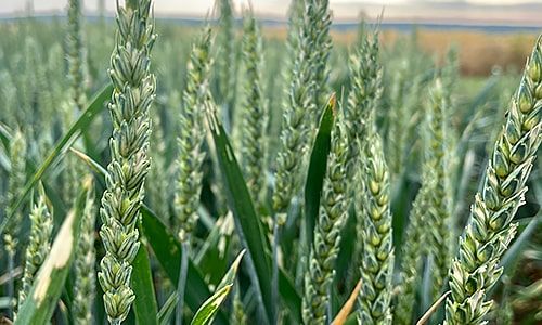 spring wheat - Secobra recherches