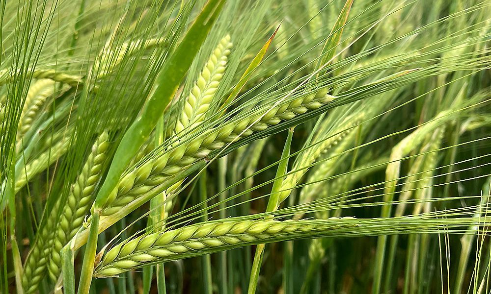 épi d'orge de printemps dans un champs : L'orge de printemps, cultivée partout dans le monde offre un cycle de développement assez court. Utilisée pour la production de malt pour la fabrication de bière et de whisky, nous sommes présents dans tous les bassins de production mondiaux pour apporter des solutions agronomiques et technologiques à nos partenaires industriels du malt.