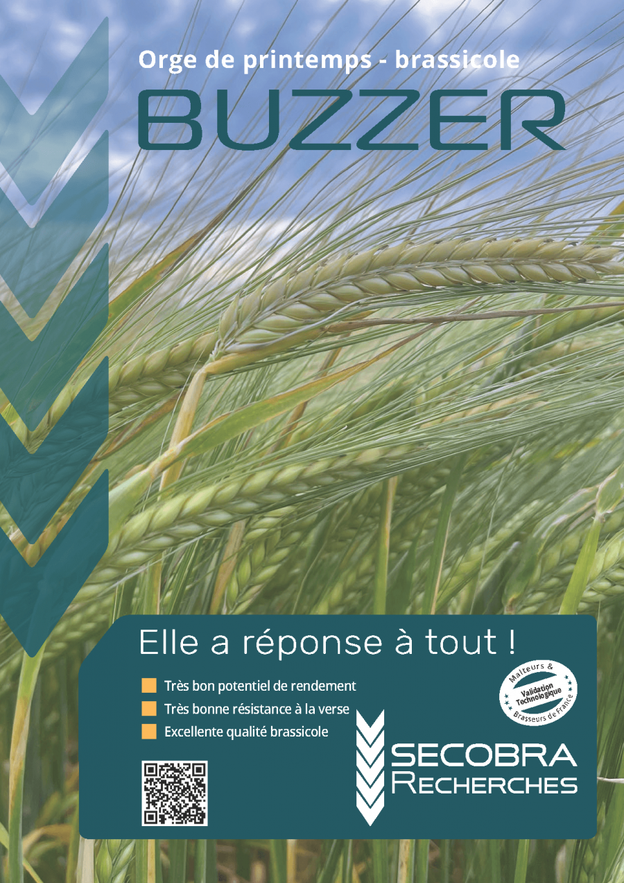 BUZZER - Orge de printemps | brassicole