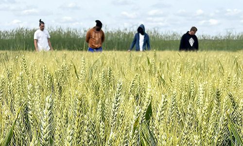 quatre personnes en arrière plan contrôlent la pousse du champ d'orge