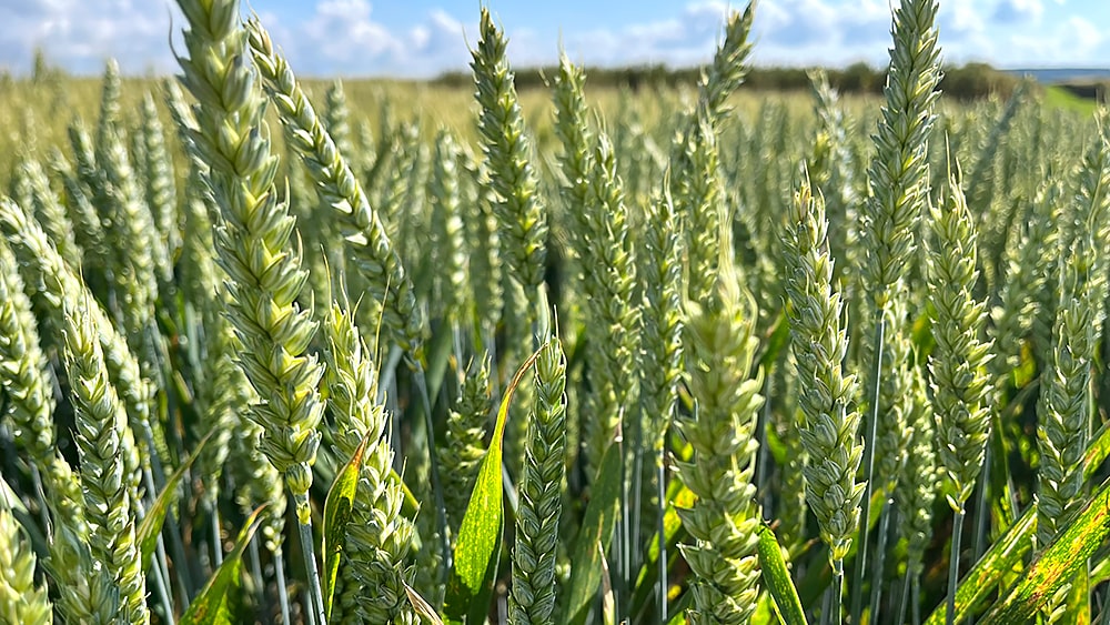 Orge d'hiver 6 rangs