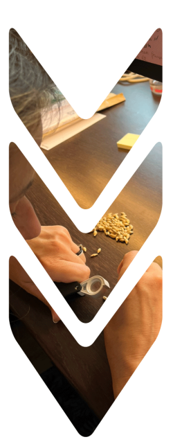 métier laboratoire sélection céréale orge